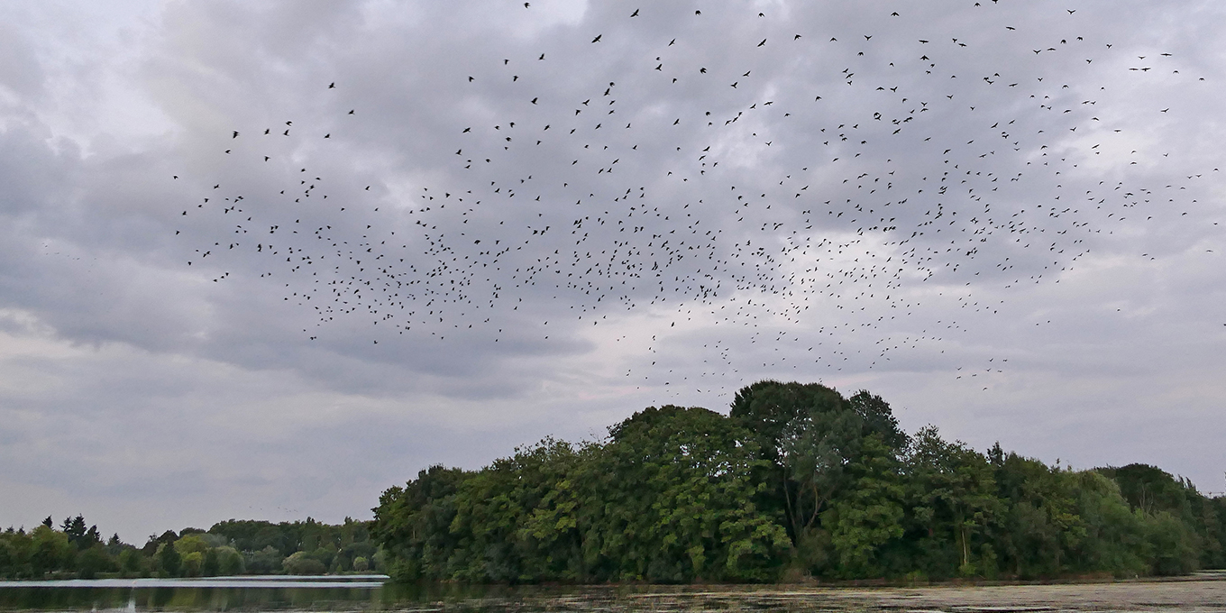 Le coucher des oiseaux